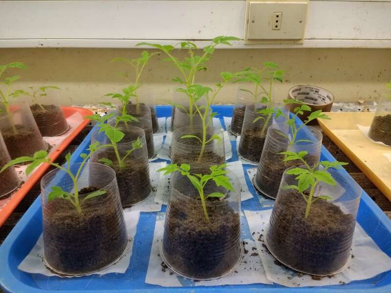 Carrera hacia las raíces: la humedad del suelo afecta la velocidad de los nematodos