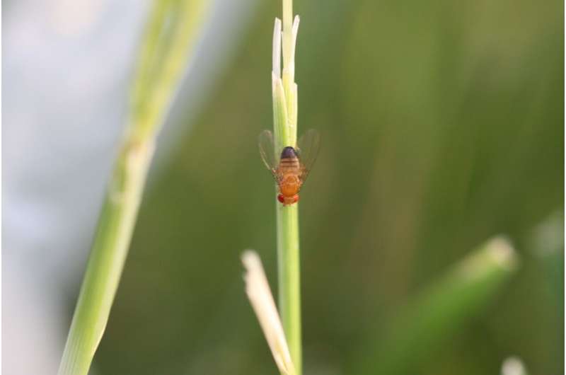 Rapid adaptation in fruit flies