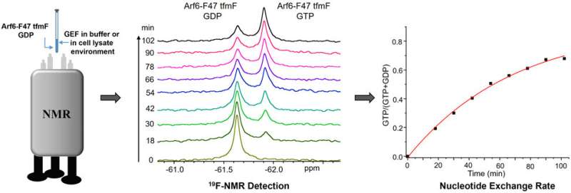 Rapid method helps to detect Arf6 guanine nucleotide exchange factor activity