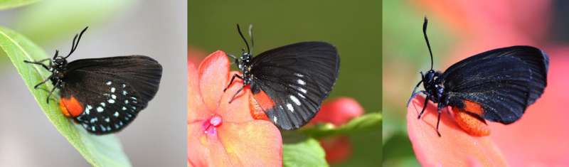 Rare and iconic Atala butterflies retain an ancient pattern of wing symmetry