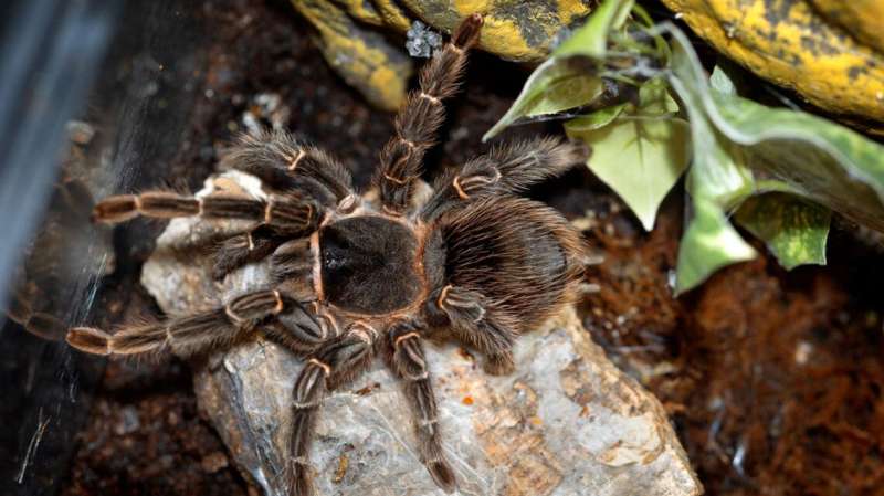 Rare, endangered insects and spiders illegally for sale online