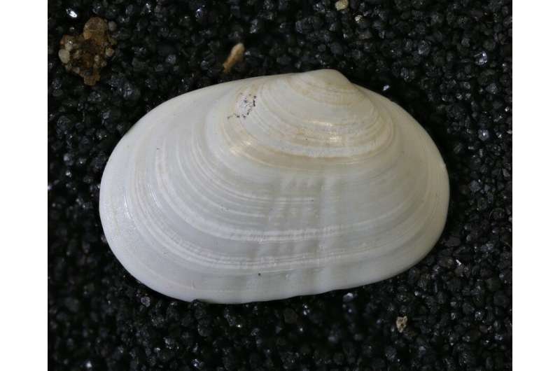 A rare fossil clam has been found alive