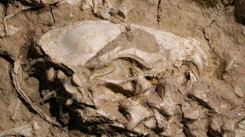 Rare fossil of ancient dog species discovered by paleontologists