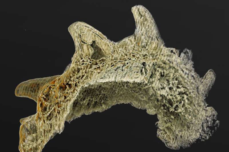 Rare fossil teeth from China overturn long-held views about evolution of vertebrates