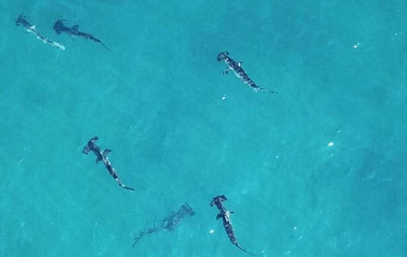 Rare hammerhead sharks found in southwest waters