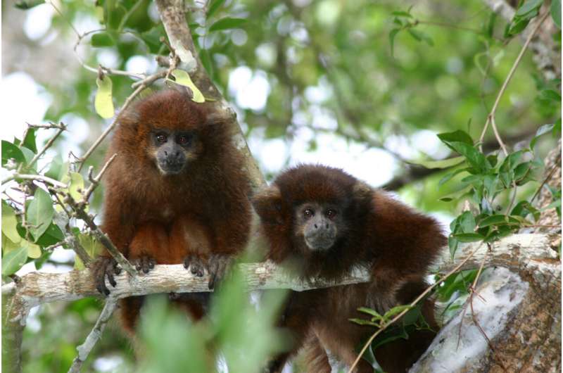 Rare monkey adapts to fragmented habitat by dieting and reducing activity