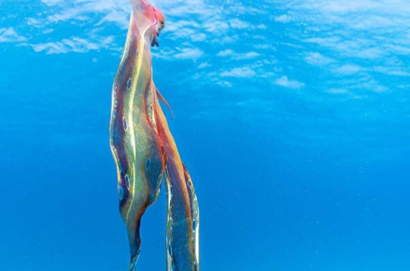 Rare observation of a female blanket octopus in the wild