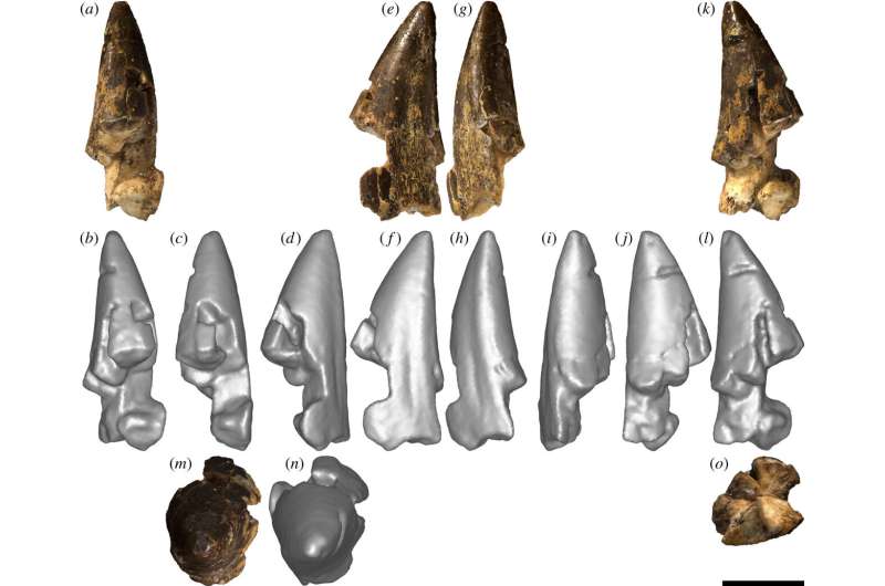 Rare sauropod dinosaur teeth uncovered in Australia