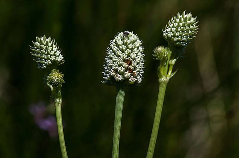 Rare wetland plant found in Arizona now listed as endangered