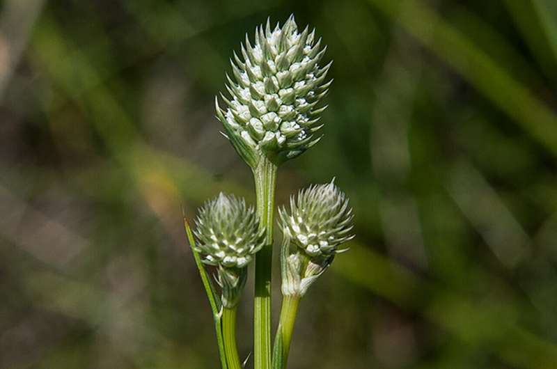 Rare wetland plant found in Arizona now listed as endangered