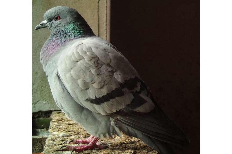 Rare wild ancestors of feral pigeons found living on British and Irish islands