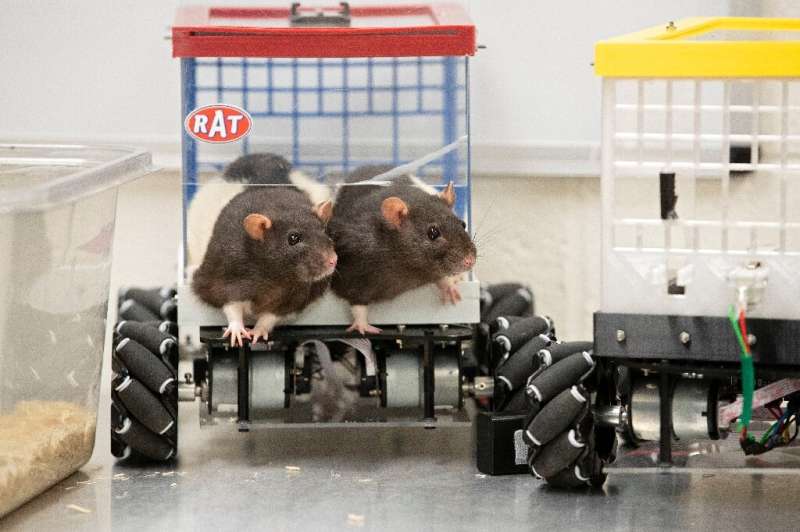 Rats that learned to drive had biomarkers of greater resilience and lowered stress -- which Lambert suggests might be linked to 