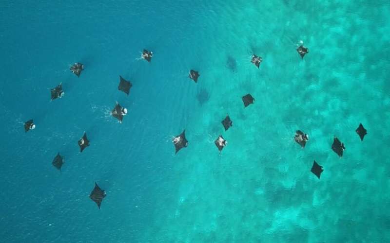 Ray of hope? One place where reef manta rays are thriving