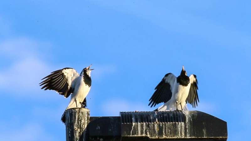 Reality and illusion in magpie-lark song-and-dance duets