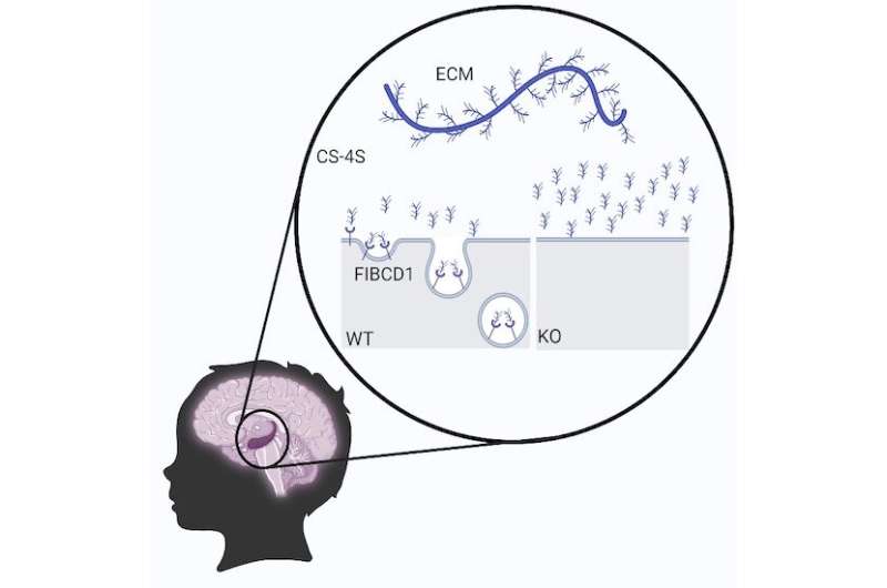 Receptor gene FIBCD1 newly identified in neuro-developmental disorders