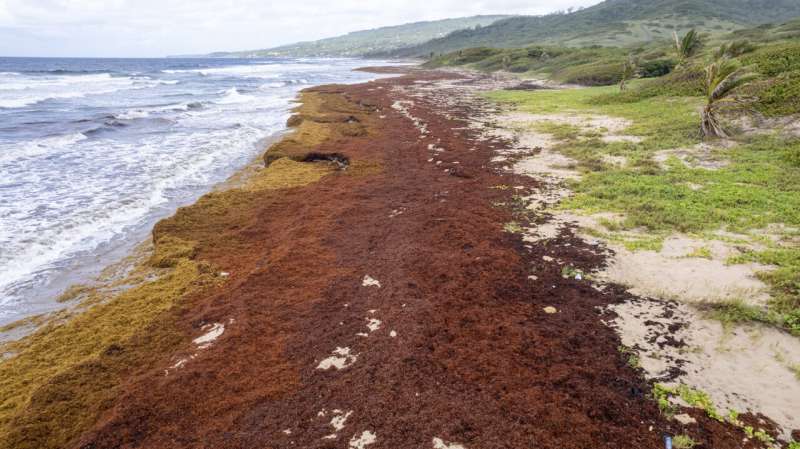 Record amount of seaweed is choking shores in the Caribbean