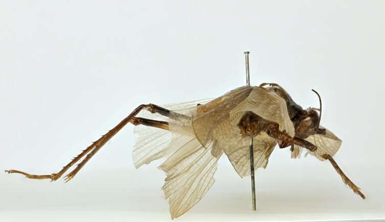 Recrear un canto de insecto de 150 años puede ayudar a redescubrir su especie