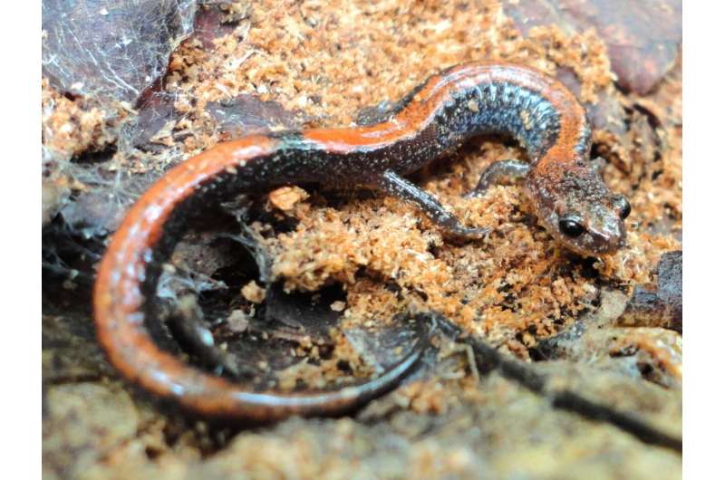 Red-backed salamanders possess only limited ability to adjust to warming climate