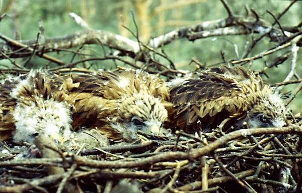 Red kite chicks born during droughts are scarred for life—study exposes hidden threat of climate change to wildlife conservation
