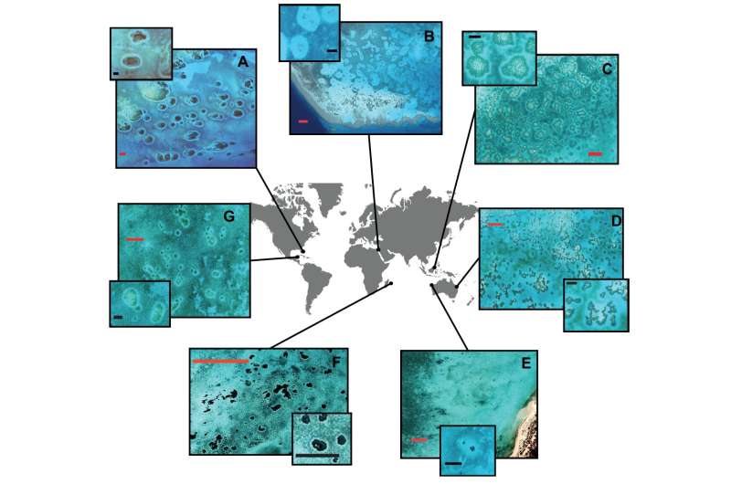 Reef halos may enable coral telehealth checkup worldwide