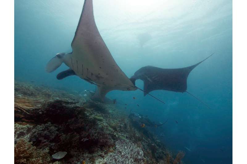 Reef manta ray social relationships depend on individual behaviour differences