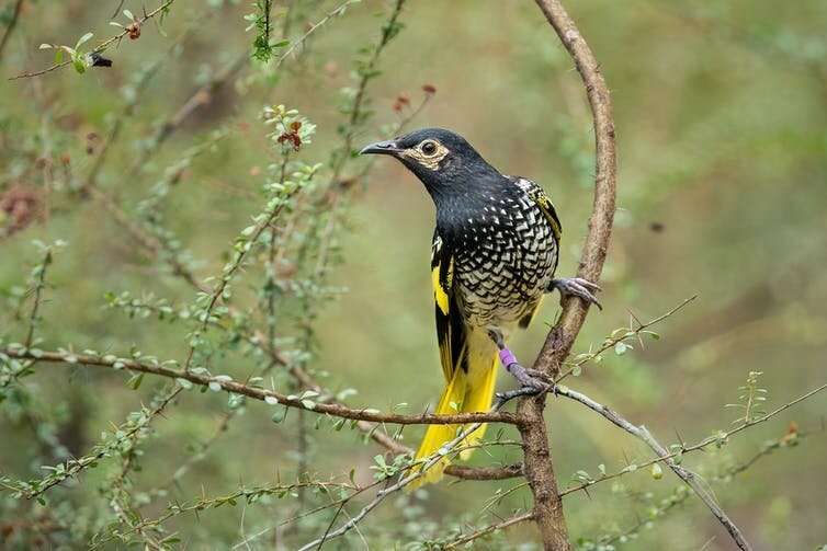 Regent honeyeaters were once kings of flowering gums. Now they're on the edge of extinction. What happened?