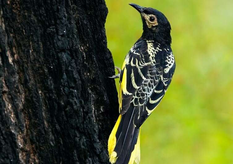 Regent honeyeaters were once kings of flowering gums. Now they're on the edge of extinction. What happened?