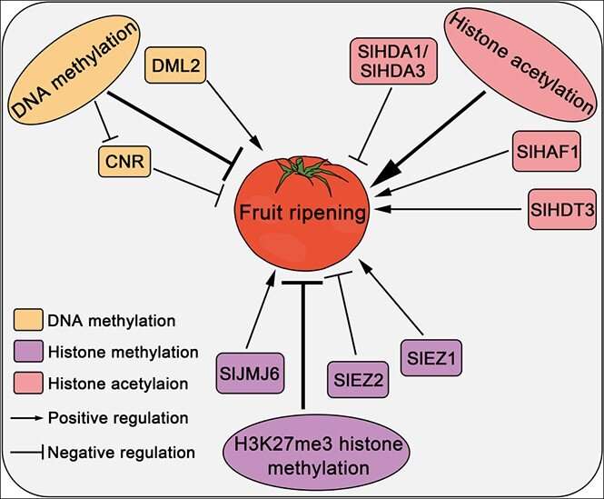 Regulation of fleshy fruit ripening: from transcription factors to epigenetic modifications