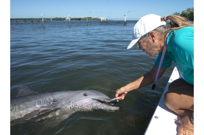 Rehabilitated dolphin leaves quarantine at Florida facility