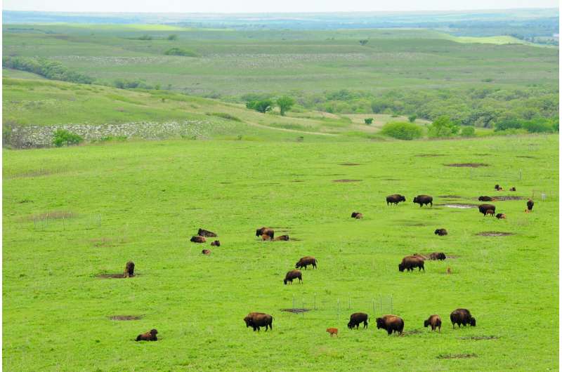Reintroducing bison to grasslands increases plant diversity, drought resilience, K-State study finds