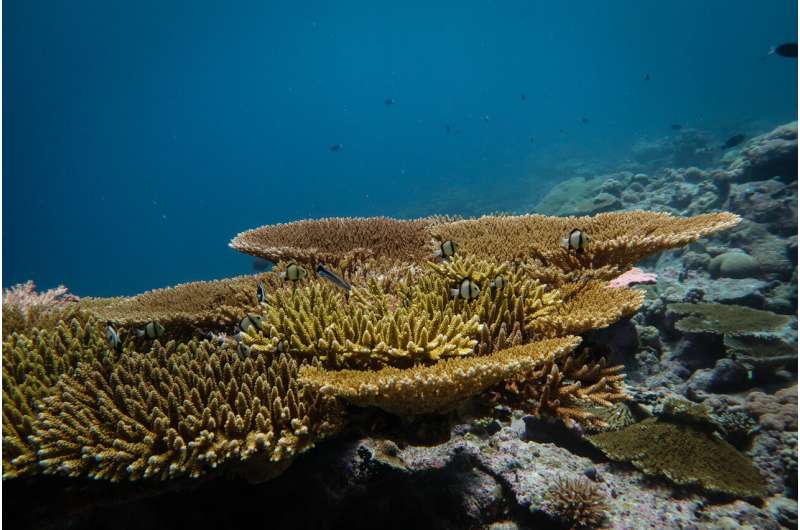 Les récifs éloignés de l'océan Indien rebondissent rapidement après le blanchissement