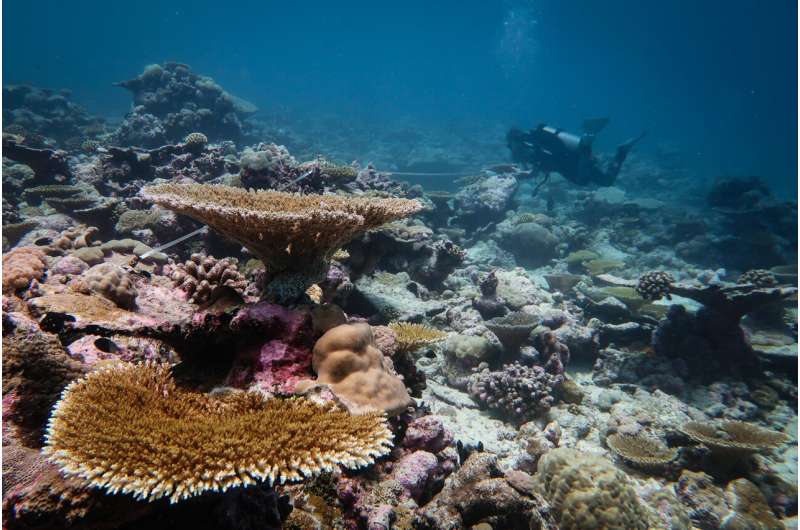 Remote Indian Ocean reefs bounce back quickly after bleaching
