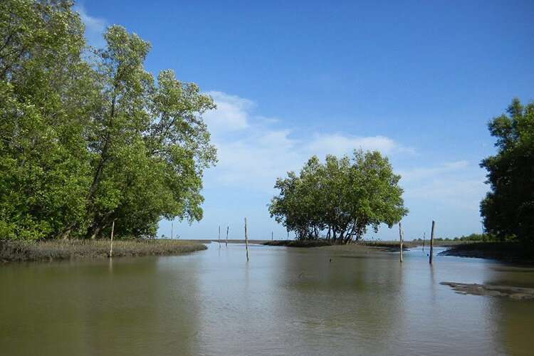 Remote sensing helps track carbon storage in mangroves