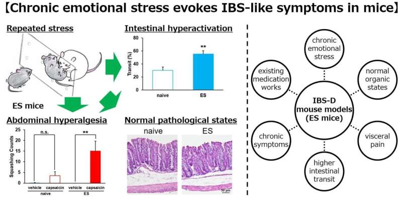 Repeated psychological stress is linked with irritable bowel syndrome-like symptoms