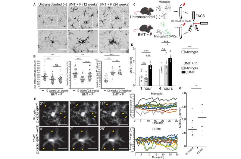Replacing microglia in mice using circulation-derived myeloid cells to treat neurodegenerative disease