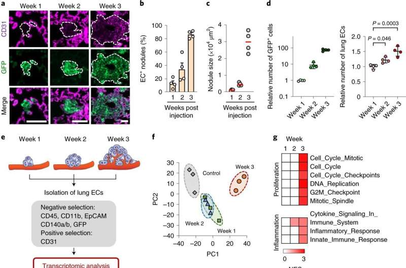 Reprogrammed macrophages promote spread of breast cancer