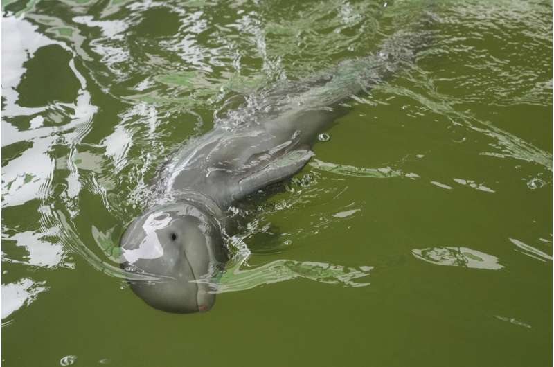 Rescued Irrawaddy dolphin calf dies despite weeks of care