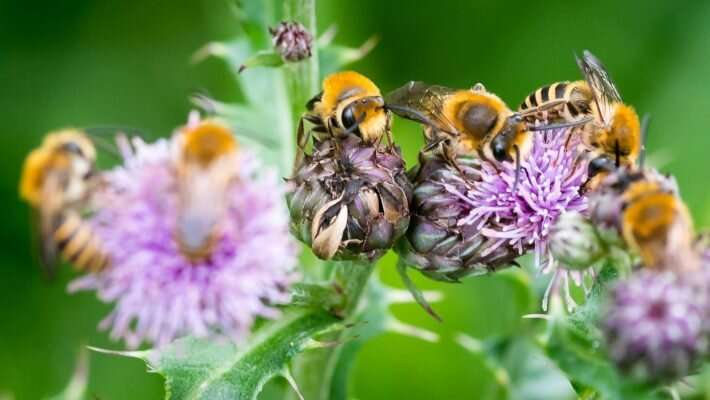 Research demonstrates value ‘injurious weeds’ can bring to both pollinators and biodiversity