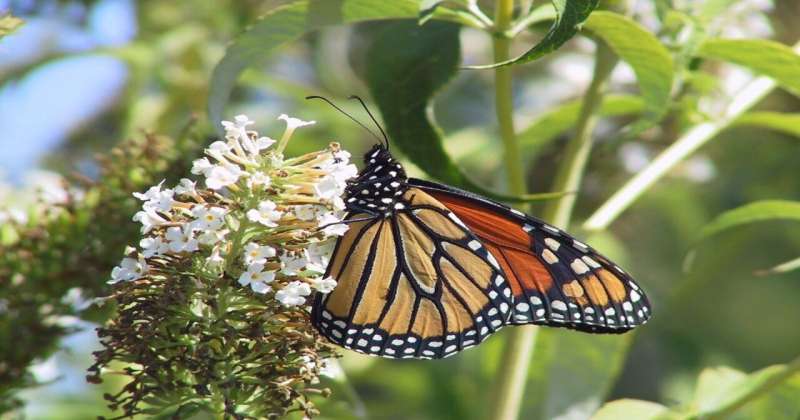Research demonstrates effects of hotter fall temperatures on insects