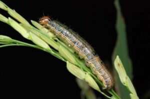Research shows the effects of low temperatures on insects