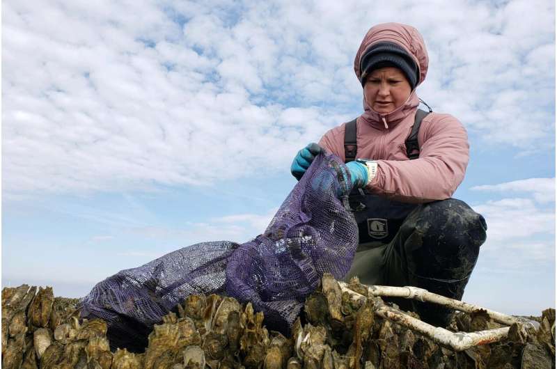 Research discovery a pearl of hope for imperiled oyster reefs
