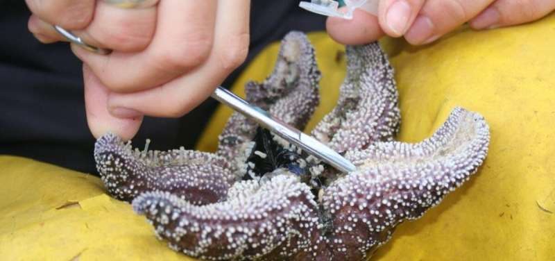 Research finds little genetic basis for some sea stars staying healthy amid deadly wasting syndrome