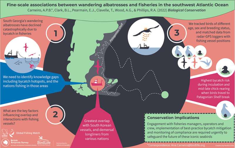 Research identifies 'danger zones' for wandering albatrosses