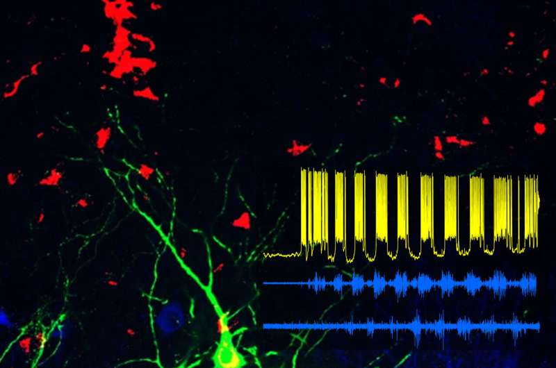 Research in mice identifies neurons that control locomotion