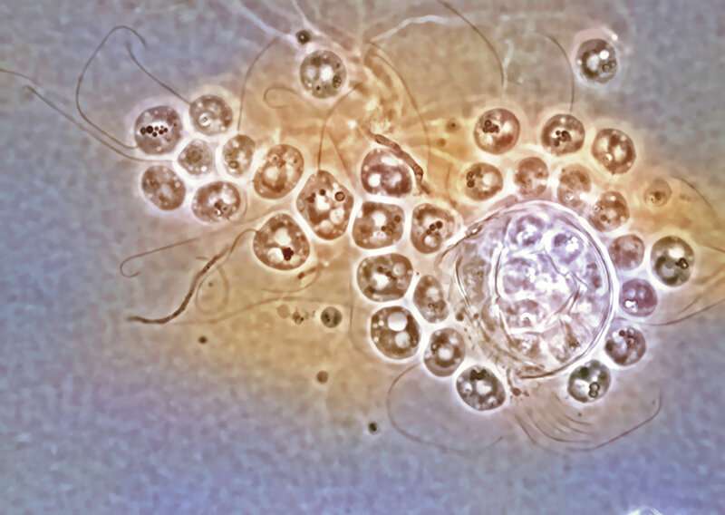 Onderzoek naar oude afstamming van microscopische schimmels zet aannames over de genetische relaties op zijn kop