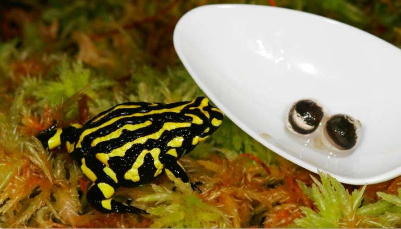Research into the embryo health of captive-bred Southern Corroboree frogs