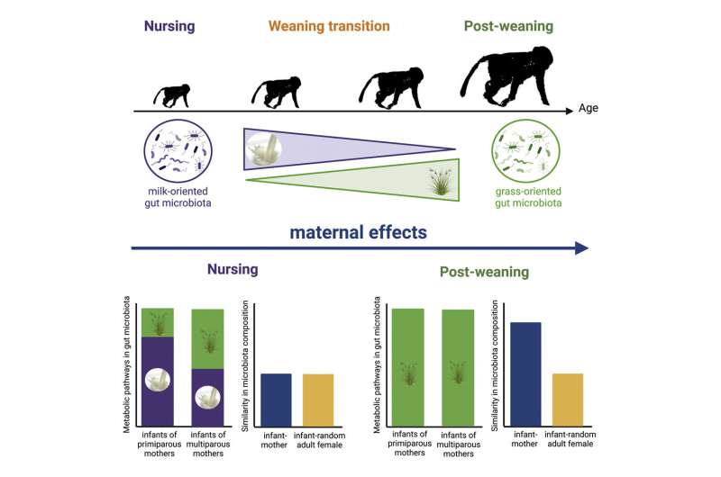 Research of a Wild Primate Shows Maternal Effects Key to Gut Microbial Development