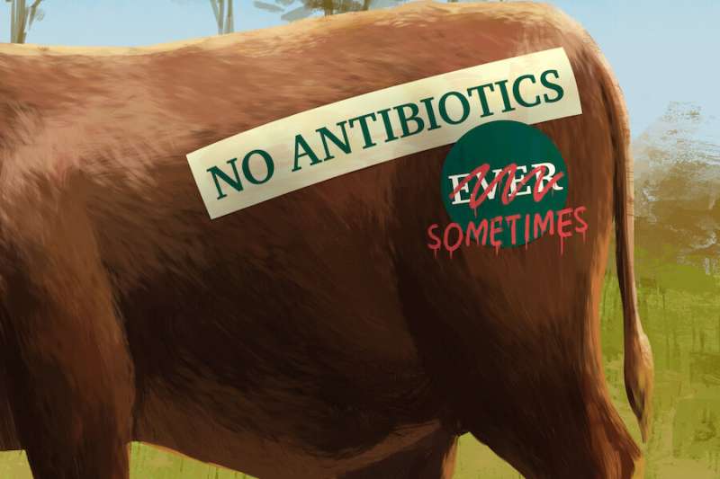 Research shows 'raised without antibiotics' label claim in beef cattle lacks integrity