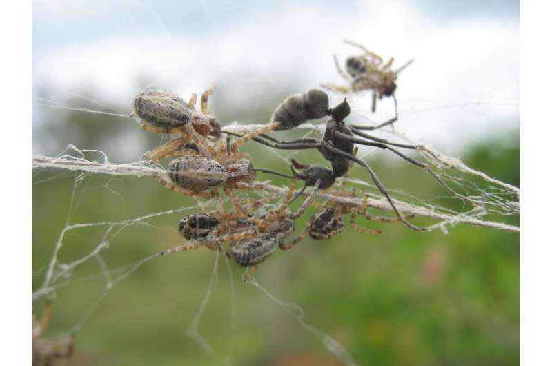 La investigación muestra que las arañas sociales tienen diferentes formas de cazar en grupos