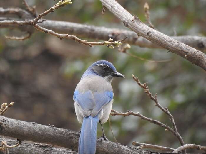 Research supports recognizing new scrub jay species in Texas and Mexico